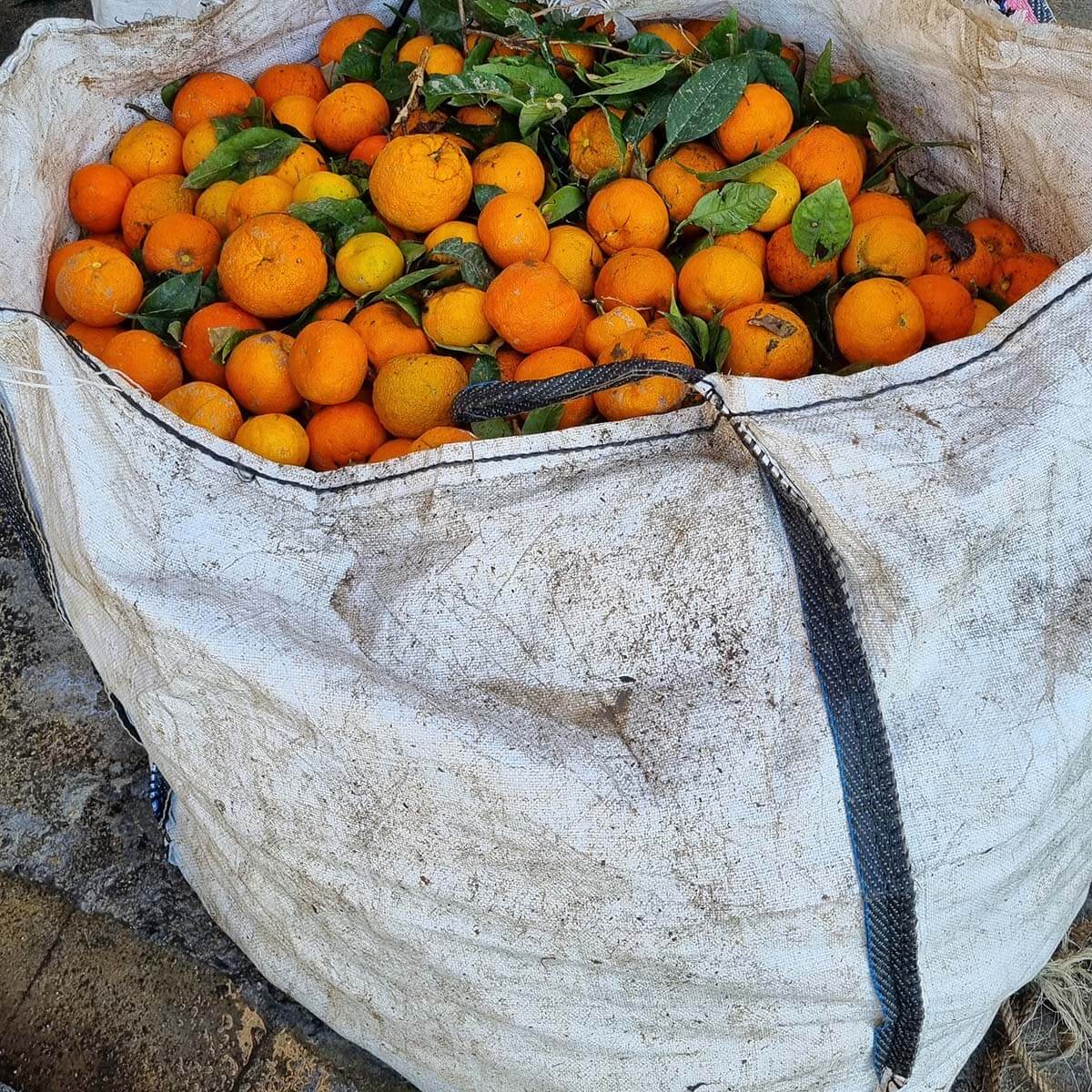 bag oranges Valencia